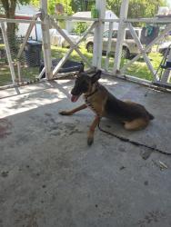 Found/Stray Female Dog last seen blackstone and trenton, Hopewell, VA 23860