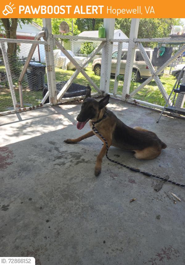 Found/Stray Female Dog last seen blackstone and trenton, Hopewell, VA 23860