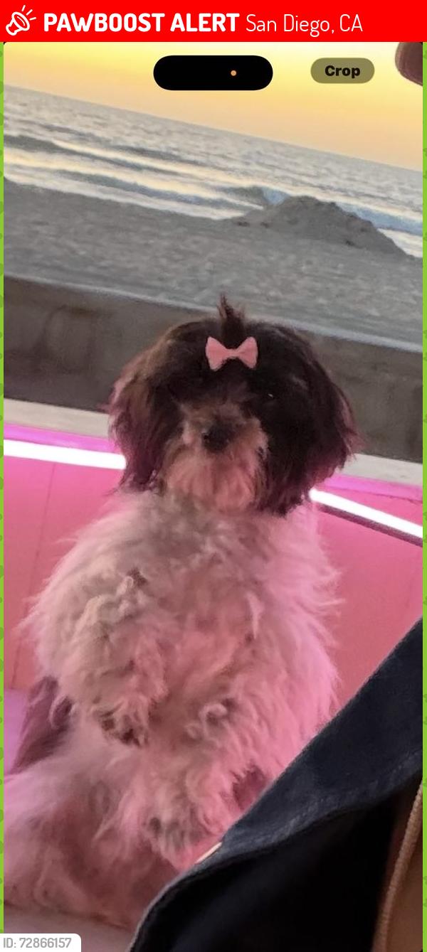 Lost Female Dog last seen Near Ocean Front Walk, Mission Beach boardwalk near Santa Clara Place, San Diego, San Diego, CA 92109