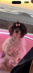 Lost Female Dog last seen Near Ocean Front Walk, Mission Beach boardwalk near Santa Clara Place, San Diego, San Diego, CA 92109