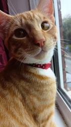 Lost Male Cat last seen Ball haye road , Staffordshire, England ST13 6AG