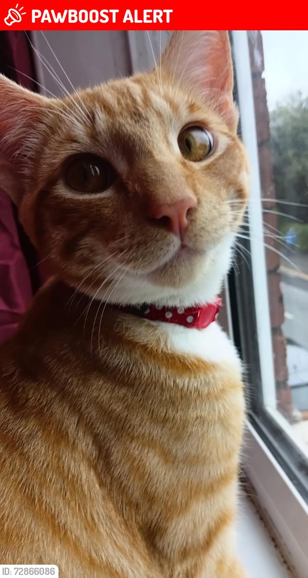 Lost Male Cat last seen Ball haye road , Staffordshire, England ST13 6AG