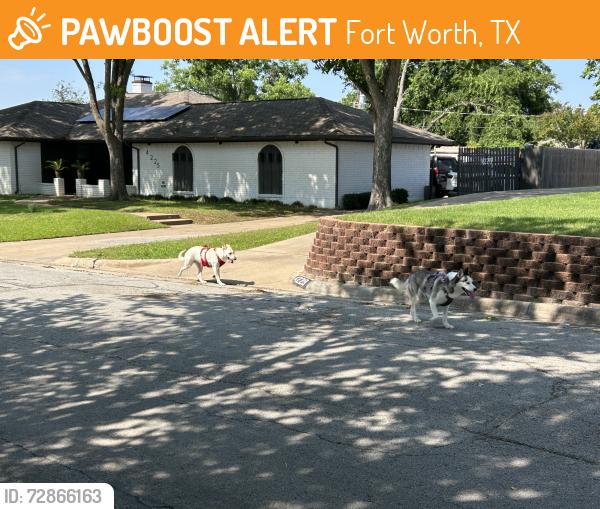 Found/Stray Unknown Dog last seen Toledo and ladera, Fort Worth, TX 76133