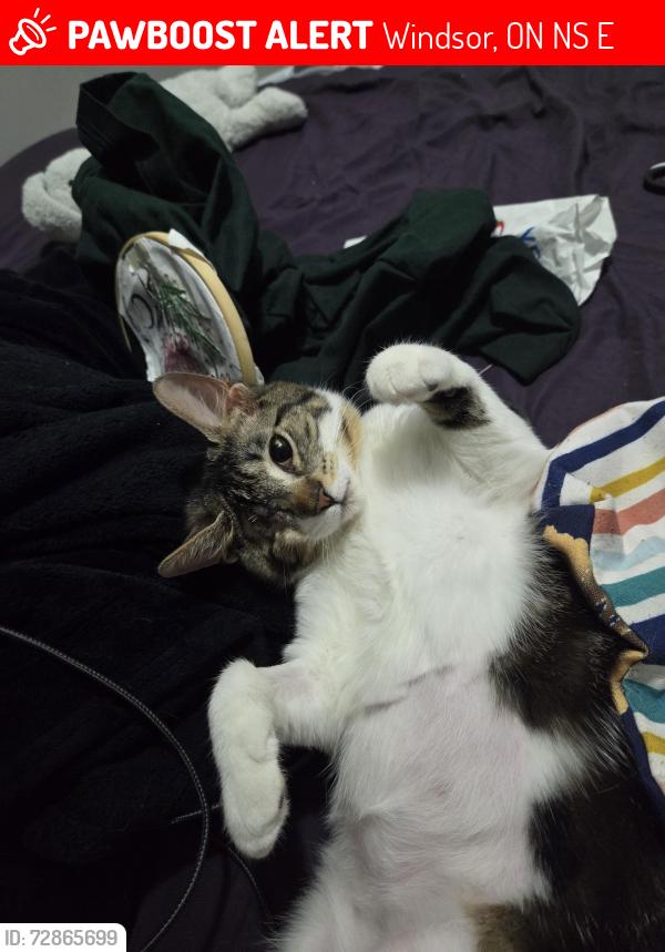 Lost Female Cat last seen Foxhill PL and Little River Acres, Windsor, ON N8S 4E4
