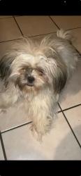 Lost Female Dog last seen Coleman st and Adams , Riverside, CA 92504