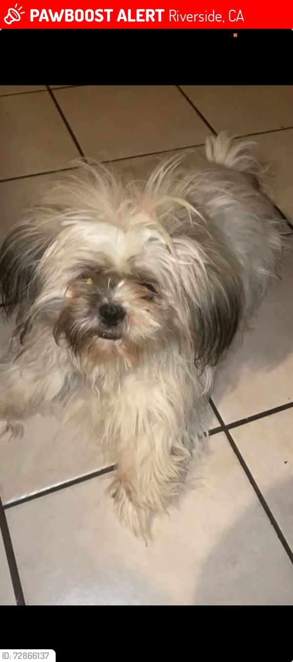 Lost Female Dog last seen Coleman st and Adams , Riverside, CA 92504