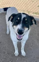 Shelter Stray Male Dog last seen Near BLOCK WEEDPATCH HWY, LAMONT CA 93241, Bakersfield, CA 93308