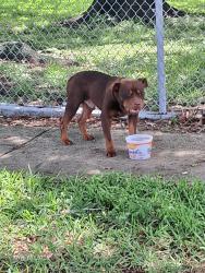 Found/Stray Male Dog last seen Family dollar , Westwego, LA 70094
