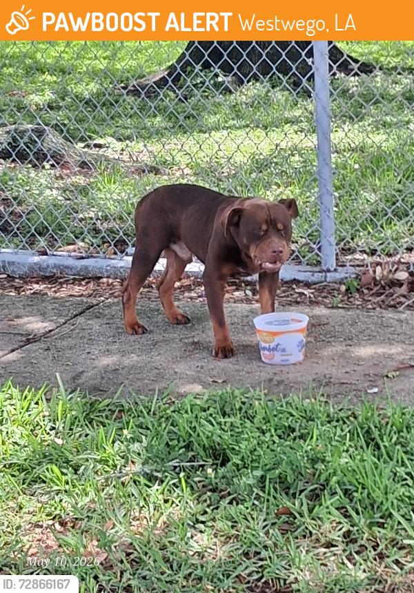 Found/Stray Male Dog last seen Family dollar , Westwego, LA 70094