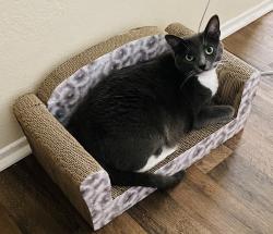Lost Female Cat last seen Camino De Oeste and N. Wild Eagle Ave, Tucson, AZ 85742