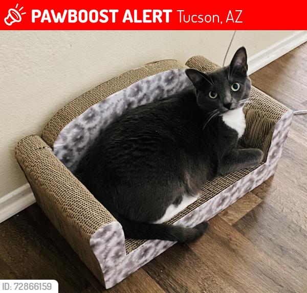 Lost Female Cat last seen Camino De Oeste and N. Wild Eagle Ave, Tucson, AZ 85742