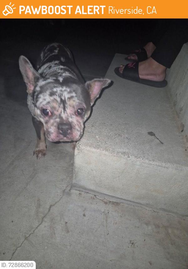 Found/Stray Female Dog last seen Jurupa valley , Riverside, CA 92509