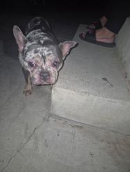 Found/Stray Female Dog last seen Jurupa valley , Riverside, CA 92509