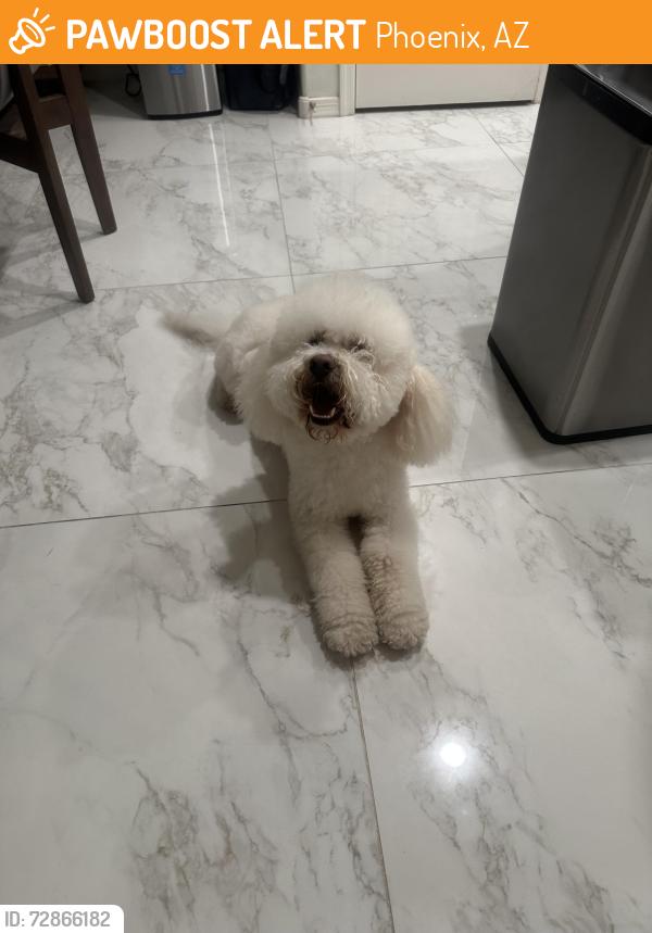 Found/Stray Male Dog last seen S 81st gleen and w agora ln, Phoenix, AZ 85043