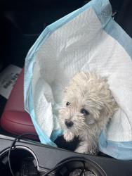 Lost Male Dog last seen At mywife donuts around circle K  2812354785, Manvel, TX 77578