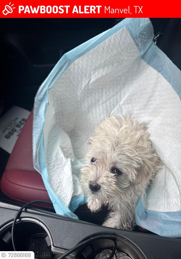 Lost Male Dog last seen At mywife donuts around circle K  2812354785, Manvel, TX 77578