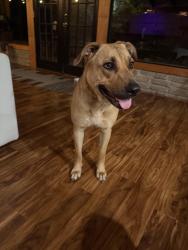 Found/Stray Female Dog last seen Duval and briscoe ave , Dallas, TX 75211