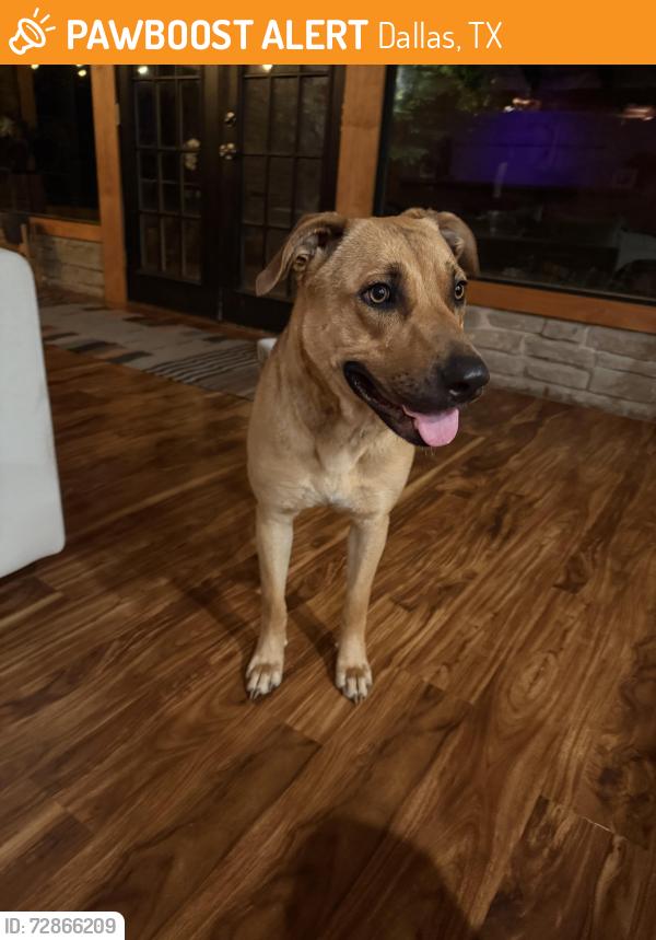 Found/Stray Female Dog last seen Duval and briscoe ave , Dallas, TX 75211