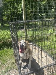 Found/Stray Female Dog last seen Near Burton ave , High Point, NC 27262