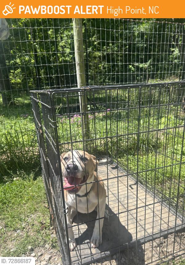 Found/Stray Female Dog last seen Near Burton ave , High Point, NC 27262