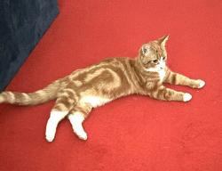 Lost Female Cat last seen Ives Road,Fiddlewood, Norfolk, England NR6 6DL