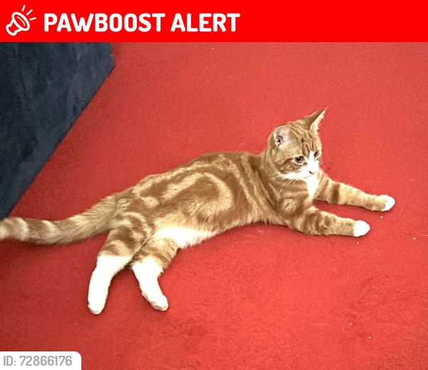 Lost Female Cat last seen Ives Road,Fiddlewood, Norfolk, England NR6 6DL
