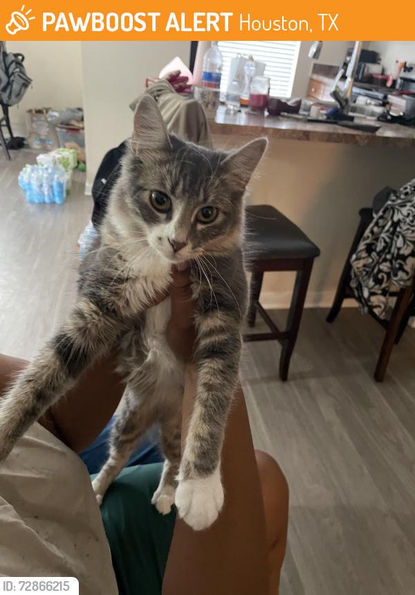 Found/Stray Female Cat last seen Near Richmond Ave Houston, TX  77082 United States, Houston, TX 77082