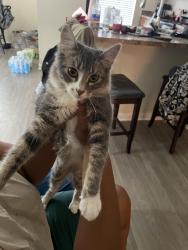 Found/Stray Female Cat last seen Near Richmond Ave Houston, TX  77082 United States, Houston, TX 77082