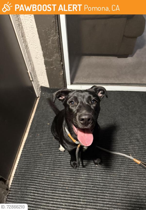 Found/Stray Female Dog last seen W mission blvd & w temple ave, Pomona, CA 91766