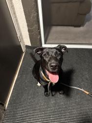 Found/Stray Female Dog last seen W mission blvd & w temple ave, Pomona, CA 91766