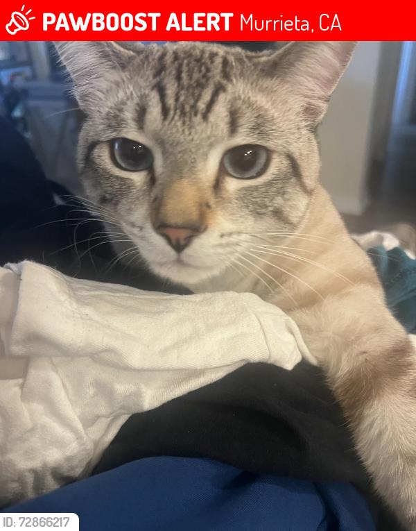 Lost Male Cat last seen Winchester and murrieta hot springs , Murrieta, CA 92563