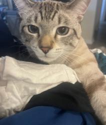 Lost Male Cat last seen Winchester and murrieta hot springs , Murrieta, CA 92563