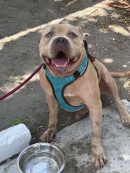 Found/Stray Male Dog last seen Dixie hwy by neighborhood grocery , Lake Worth Beach, FL 33460