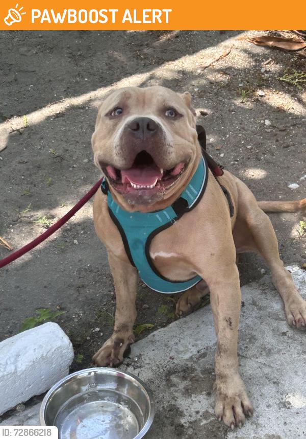 Found/Stray Male Dog last seen Dixie hwy by neighborhood grocery , Lake Worth Beach, FL 33460