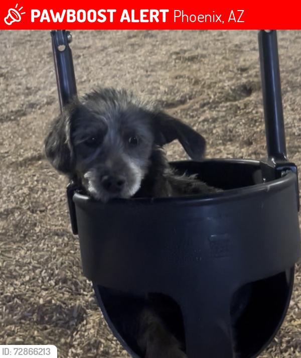 Lost Male Dog last seen 39th Ave northern, Phoenix, AZ 85051