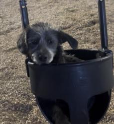 Lost Male Dog last seen 39th Ave northern, Phoenix, AZ 85051