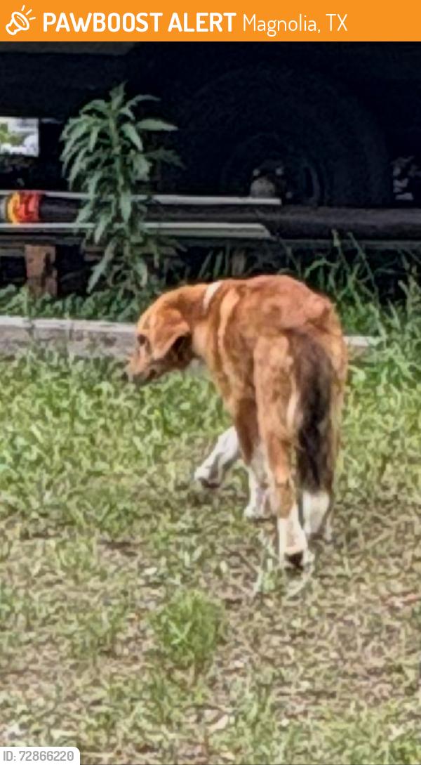 Found/Stray Unknown Dog last seen Dobbin huffsmith, Magnolia, TX 77354