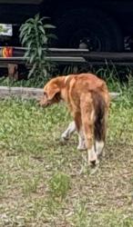 Found/Stray Unknown Dog last seen Dobbin huffsmith, Magnolia, TX 77354
