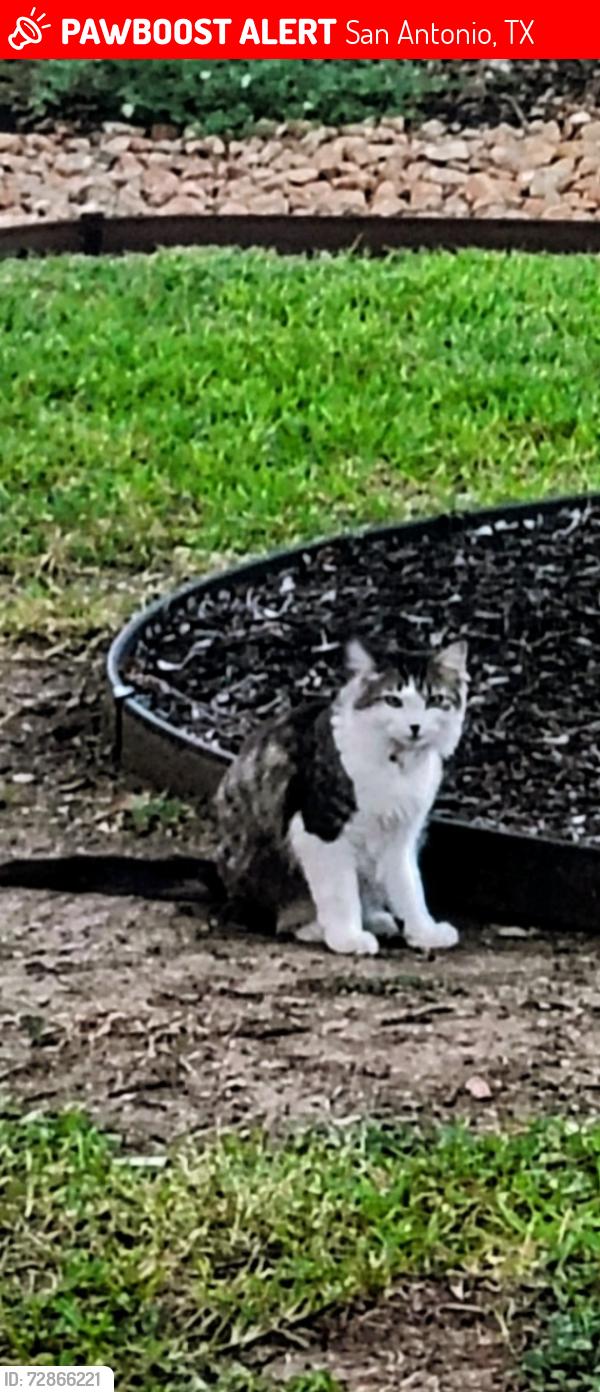 Lost Female Cat last seen Villages at Stone Oak, San Antonio, TX 78258
