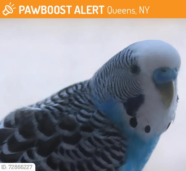 Found/Stray Unknown Bird last seen 81st Jackson Highest , Queens, NY 11372