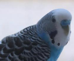 Found/Stray Unknown Bird last seen 81st Jackson Highest , Queens, NY 11372