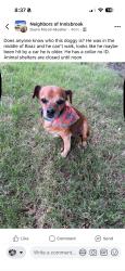 Found/Stray Male Dog last seen Innisbrook, Fort Worth, TX 76179
