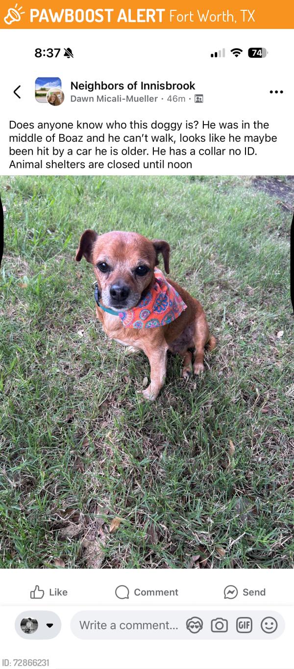 Found/Stray Male Dog last seen Innisbrook, Fort Worth, TX 76179