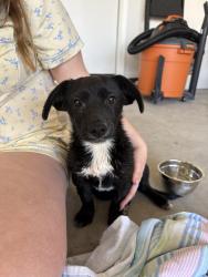 Found/Stray Male Dog last seen Arizona farms Rd and Hunt Hwy, Florence, AZ 85132