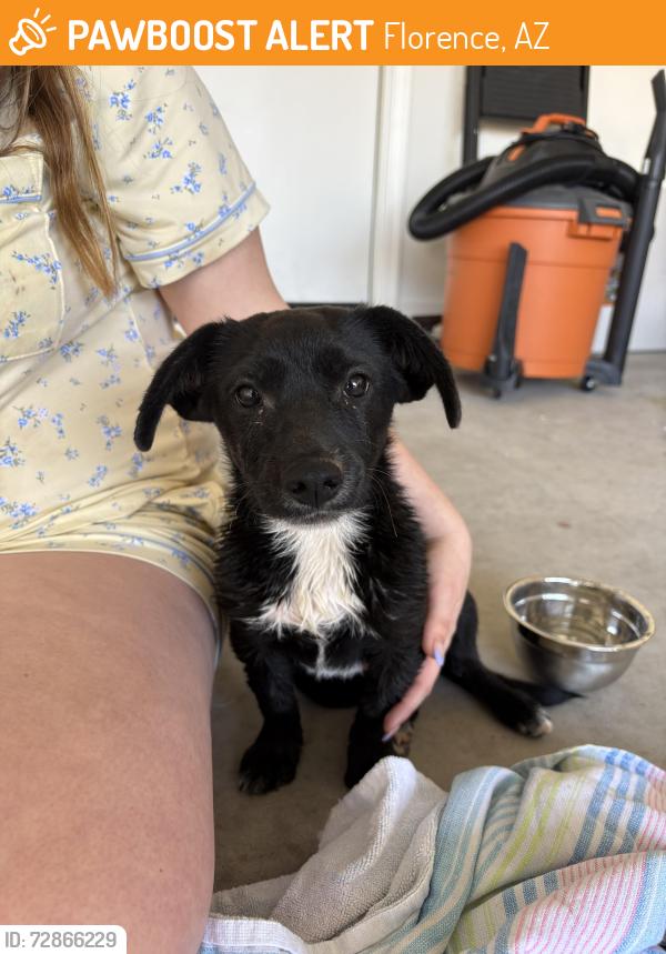 Found/Stray Male Dog last seen Arizona farms Rd and Hunt Hwy, Florence, AZ 85132