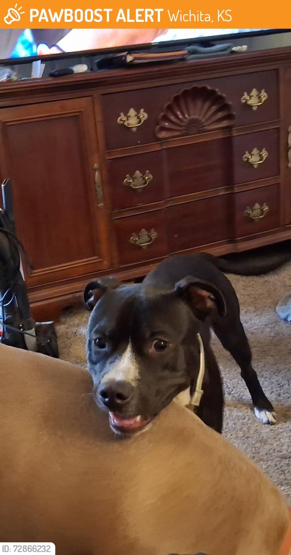 Lost Male Dog last seen Irving and s. Bonn st., Wichita, KS 67213