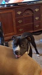 Lost Male Dog last seen Irving and s. Bonn st., Wichita, KS 67213