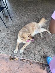 Found/Stray Female Dog last seen Near Ct &’ 160th St , Perrine, FL 33157