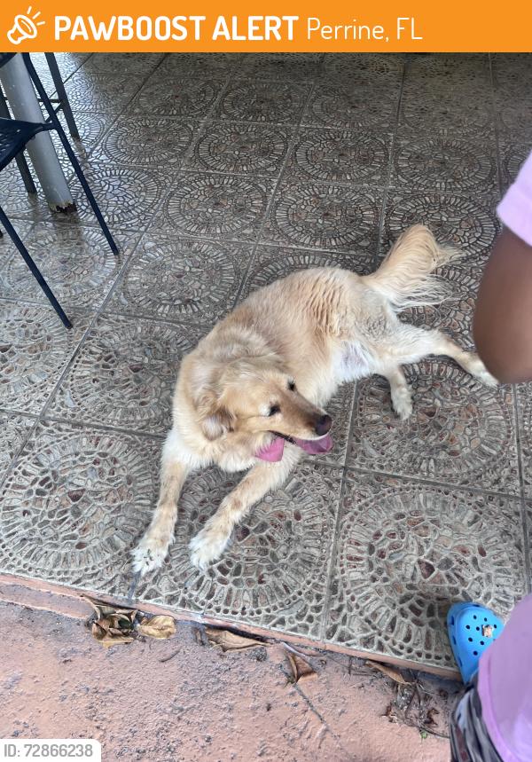 Found/Stray Female Dog last seen Near Ct &’ 160th St , Perrine, FL 33157