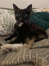 Lost Female Cat last seen Gustavo, El Cajon, CA 92019